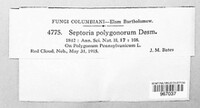 Septoria polygonorum image